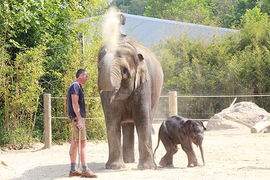 Elefantendame Temi un ihr Baby "L"  (Foto: Martin Schmitz)